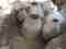 This image for Image Layouts addon