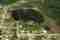 This image for Image Layouts addon